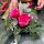Floristería Marjus en Vitoria-Gasteiz