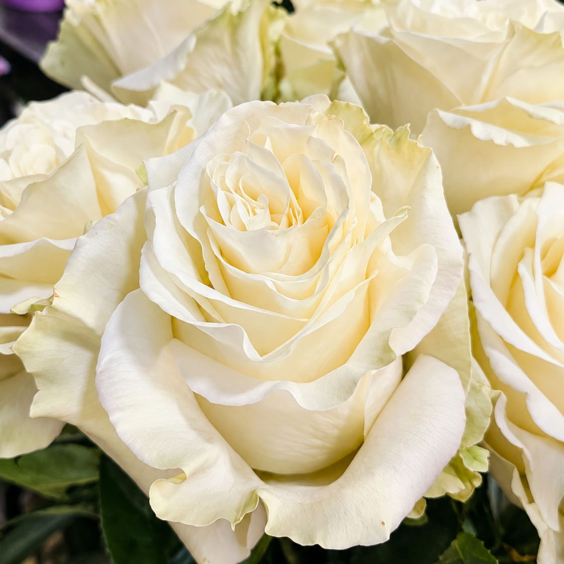 Flores para acompañar 1